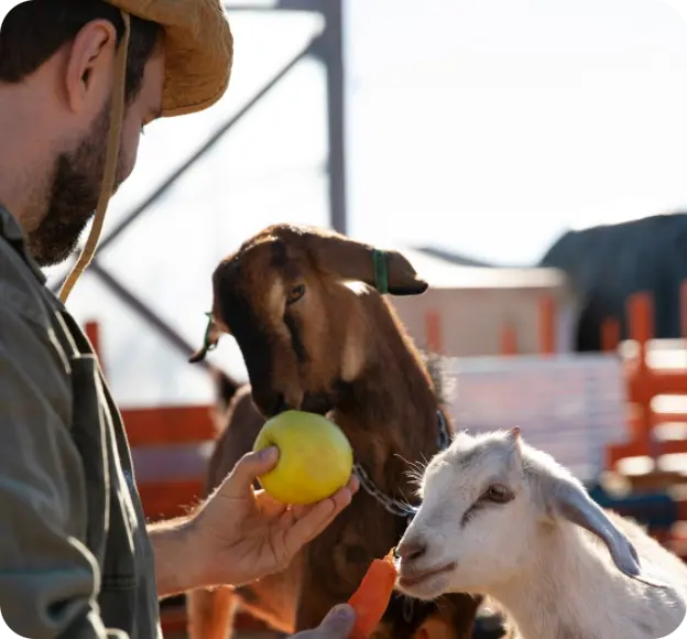 Кормление животных