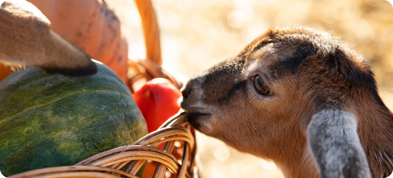 Козёл с едой